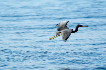 Tricolored Heron (Egretta tricolor) on a black sand beach at Papagayo Bay, Costa Rica.