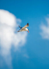 Common tern (Sterna hirundo) in flight, Lake Ontario