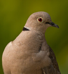 close up of a pigeon
