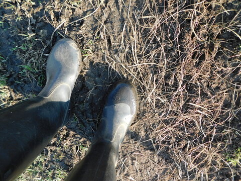 View From Above Of A Farm Worker's Black Boots Standing On Muddy Grass