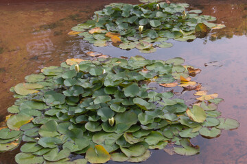 water lily leaves in a pond close up view