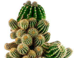 Massive green stems of a cactus covered with thorns isolated on a white background