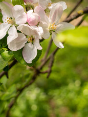 Naklejka na ściany i meble Apple blossom in spring garden. Copy space. White flowers on a branch of an apple tree against the background of a green blurred garden. Space for text.