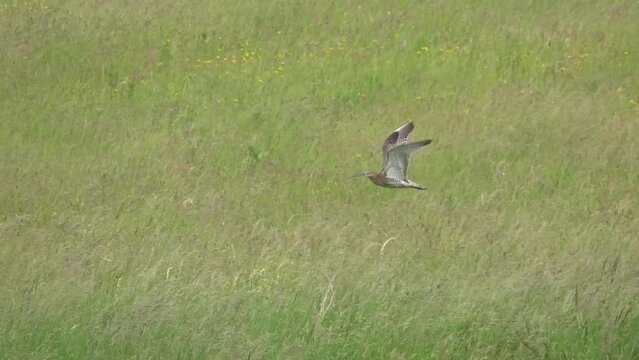 a curlew (Numenius) in low level flight, strong breeze