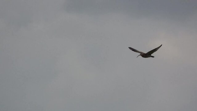 a curlew (Numenius) in low level flight, strong breeze