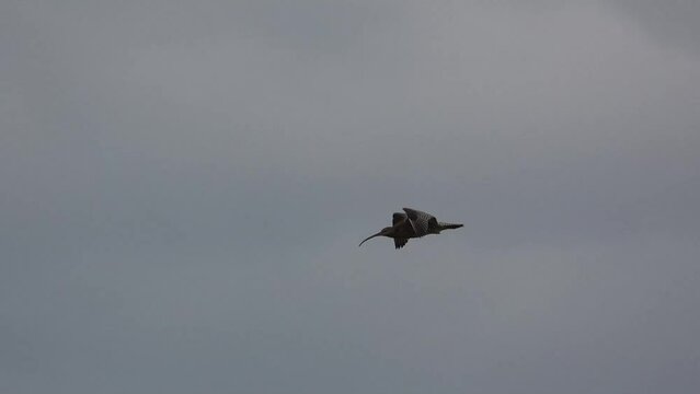 a curlew (Numenius) in low level flight, strong breeze