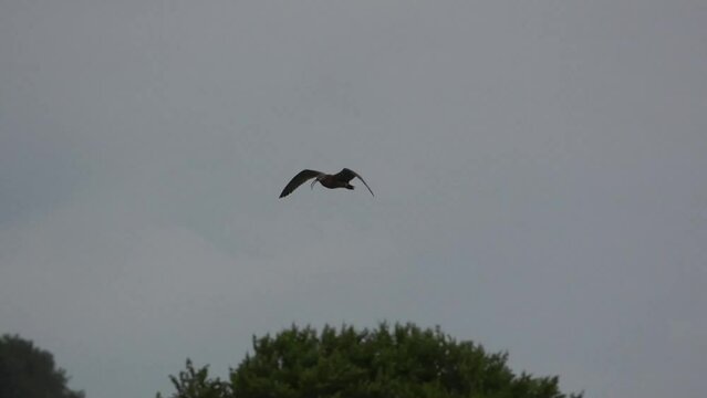 a curlew (Numenius) in low level flight, strong breeze