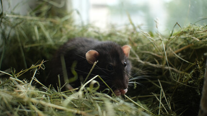 A black rat on an dray grass.