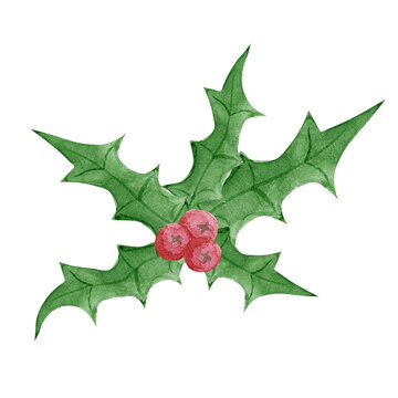Holly leaves with berries. Watercolor illustration.