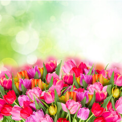 bouquet of pink, purple and red tulips