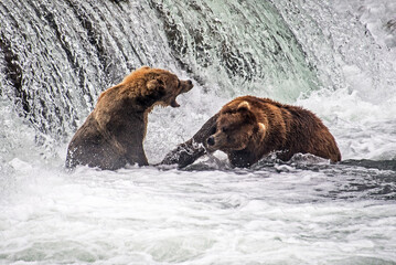 Obraz premium Two Alaska Brown Bears fighting over the fishing at the bottom of a waterfall