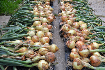 The harvested crop onion is on ripening and drying