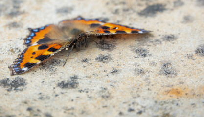 detailed close up of a Small Tortoiseshell butterfly (Aglais urticae)