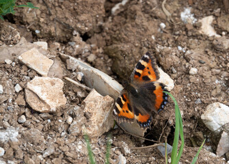 detailed close up of a Small Tortoiseshell butterfly (Aglais urticae)