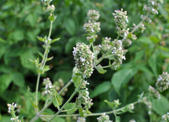 Fototapeta premium Lemon balm flowers are blooming (Melissa officinalis)