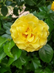 Rose Jaune 