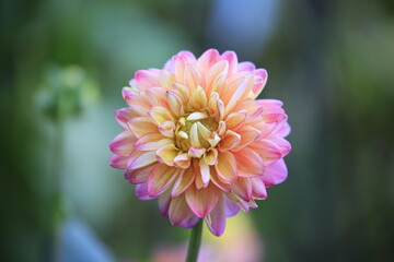 close up of pink dahlia