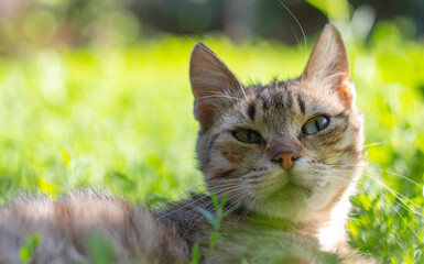 Naklejka na ściany i meble Close-up of a cat with green eyes lies in the grass. Curious cat looks around on the street, close-up. Funny beautiful cat poses for the camera on a summer sunny day. Animal love concept.