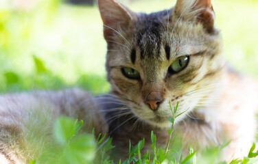Close-up of a cat with green eyes lies in the grass. Curious cat looks around on the street, close-up. Funny beautiful cat poses for the camera on a summer sunny day. Animal love concept.