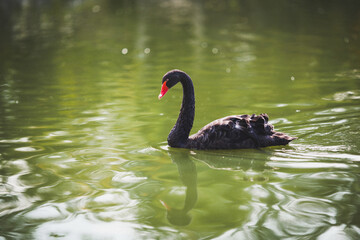 Beautiful black swan swims in the lake