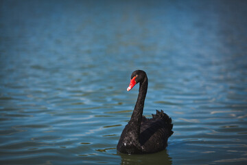 Fototapeta premium Beautiful black swan swims in the lake