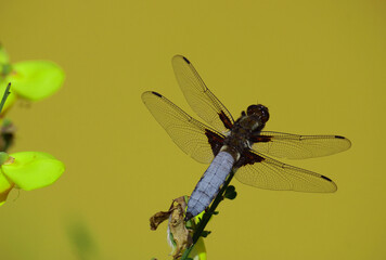 Plattbauch (Libellula depressa), eine große Libelle, sitzt auf einem Ausguck. Ist bereit für die nächste Jagd. Männchen. 