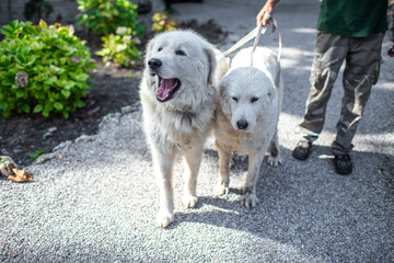 Man holding two white dogs on a leash