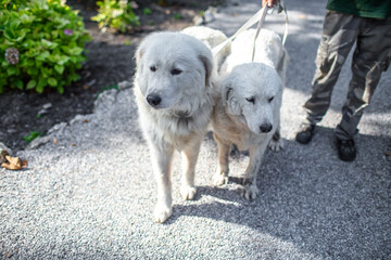 Man holding two white dogs on a leash