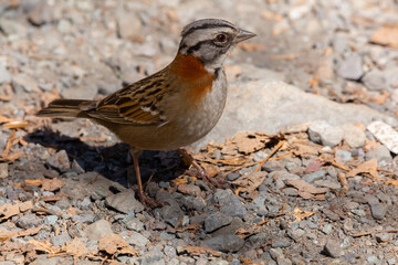 Rufous-collared Sparrow (Chincol) Latin Name: Zonotrichia capensis