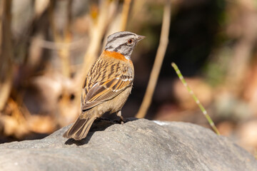 Rufous-collared Sparrow (Chincol) Latin Name: Zonotrichia capensis