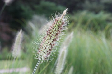 Plumose flower spike of crimson fountaingrass (Cenchrus setaceus) close-up on a blurred background, Greece, Thasos island