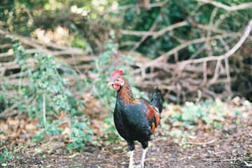 chicken in the jungle
