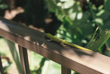 lizard on a fence