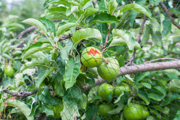 Green apple of the Smith variety eaten by birds despite the protection with a black net. Economic...