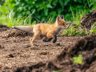 A fox baby with black paws runs on the ground....ls