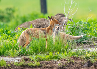 The fox and her child are standing by the grass