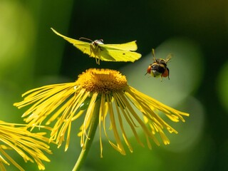 Bumblebee and cabbage butterfly fly over a yellow flower