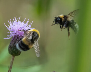 Bumblebee flies to a flower