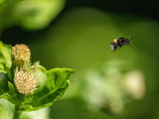A bumblebee flies past a flower