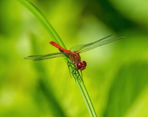 Red dragonfly sits on a blade of grass - Powered by Adobe