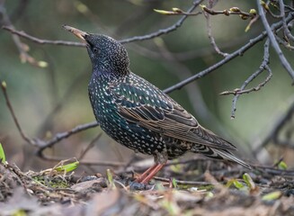 The starling bird stands on the ground - obrazy, fototapety, plakaty