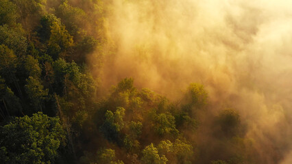 Aerial view of morning forest with mystic fog