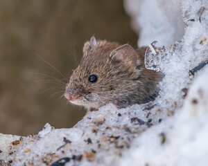 Field mouse on the snow