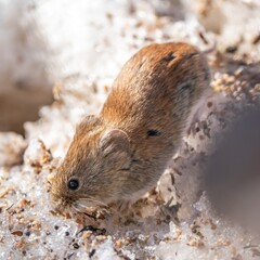 Field mouse on the snow