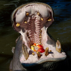 Hippopotamus open huge mouth in water.
