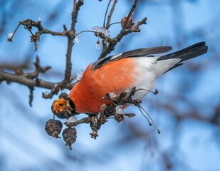 Bullfinch bird eats a berry