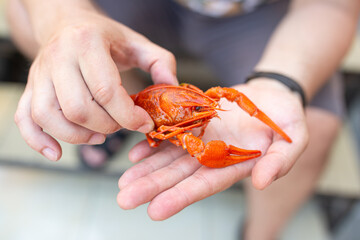 Boiled cancer in a human hand. Red small freshwater river crayfish