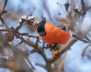 Bullfinch bird eats a berry