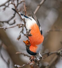 Bullfinch bird eats a berry