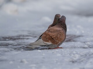 Two doves kiss in the snow
